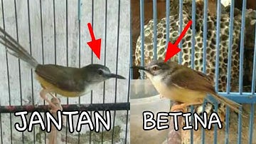 Cara membedakan ciblek tebu jantan dan betina