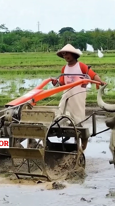 TRAKTOR SAWAH VS 2 KERBAU BAJAK SAWAH !