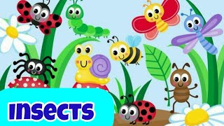 learn Insects & Bugs with pictures l Insects & Bugs names In English With Pictures l Insects Name