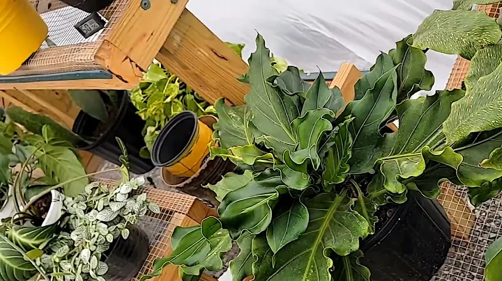 Easy trick to keep plants warm during winter using...