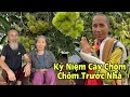 Kỷ Niệm Cây Chôm Chôm Của Sư Thầy Minh Tuệ