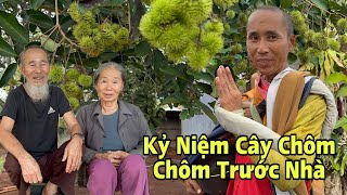 Kỷ Niệm Cây Chôm Chôm Của Sư Thầy Minh Tuệ