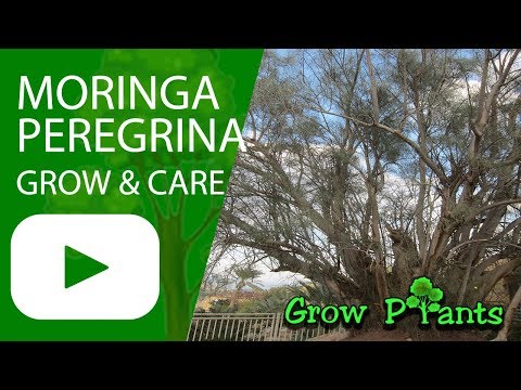 Moringa peregrina - grow & care (Drumstick peregrina)