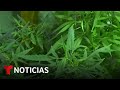 El consumo diario de marihuana en EE.UU. sube a números nunca antes vistos | Noticias Telemundo