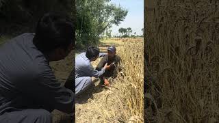 Mary Dil Ka Masla 😂😂#comedy #bts #shorts #viralshorts #comedy #fails #funny #funnyvideos #btsarmy