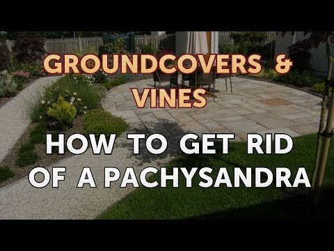 Video: Consejos para eliminar Pachysandra - Cómo deshacerse de Pachysandra en el jardín