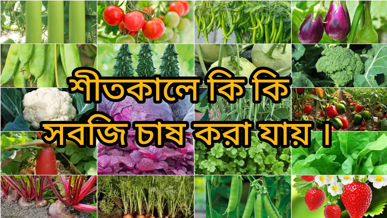 শীতকালে যে সকল সবজির চাষ করা যায়। 
