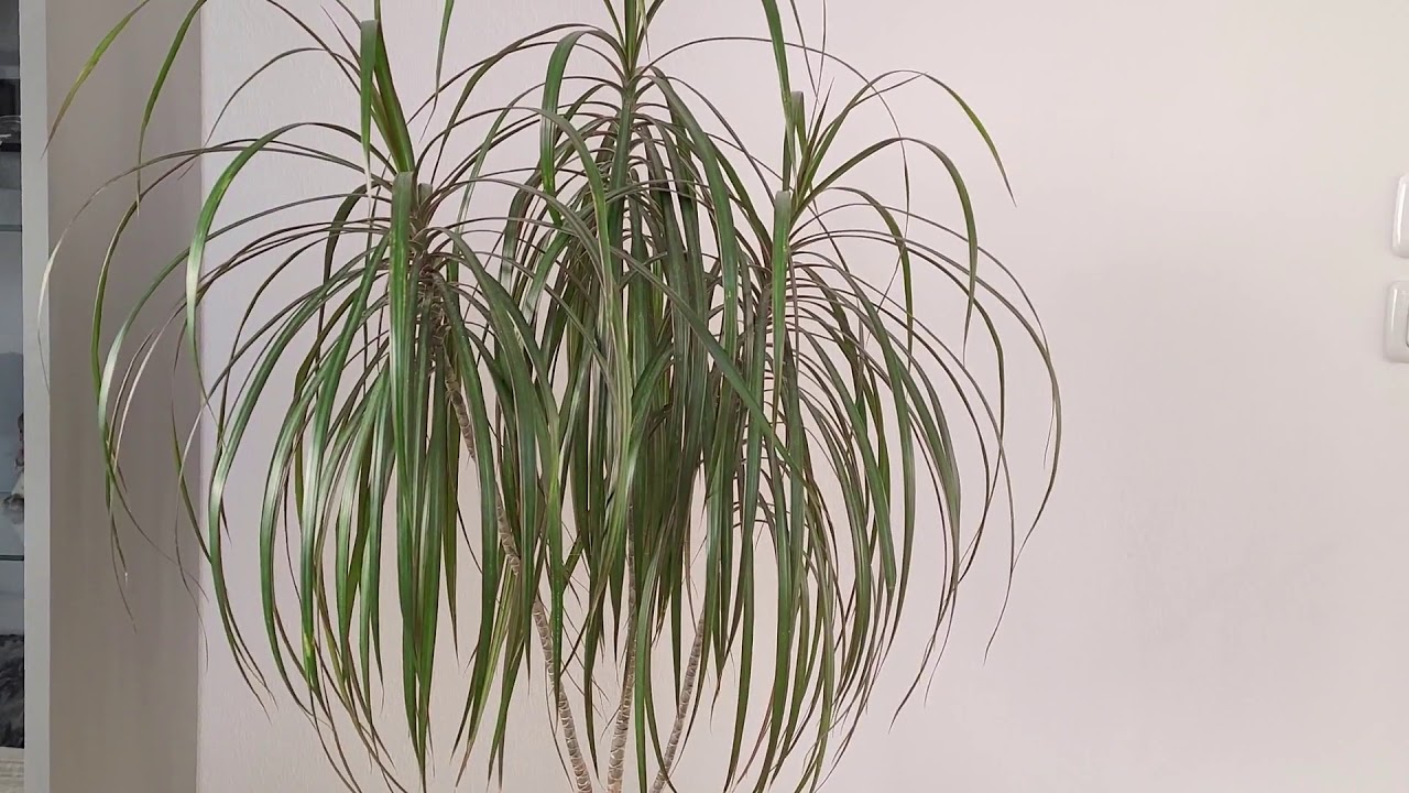 Cum ngrijim Dracena/Dracaena. Modul meu de ngrijire