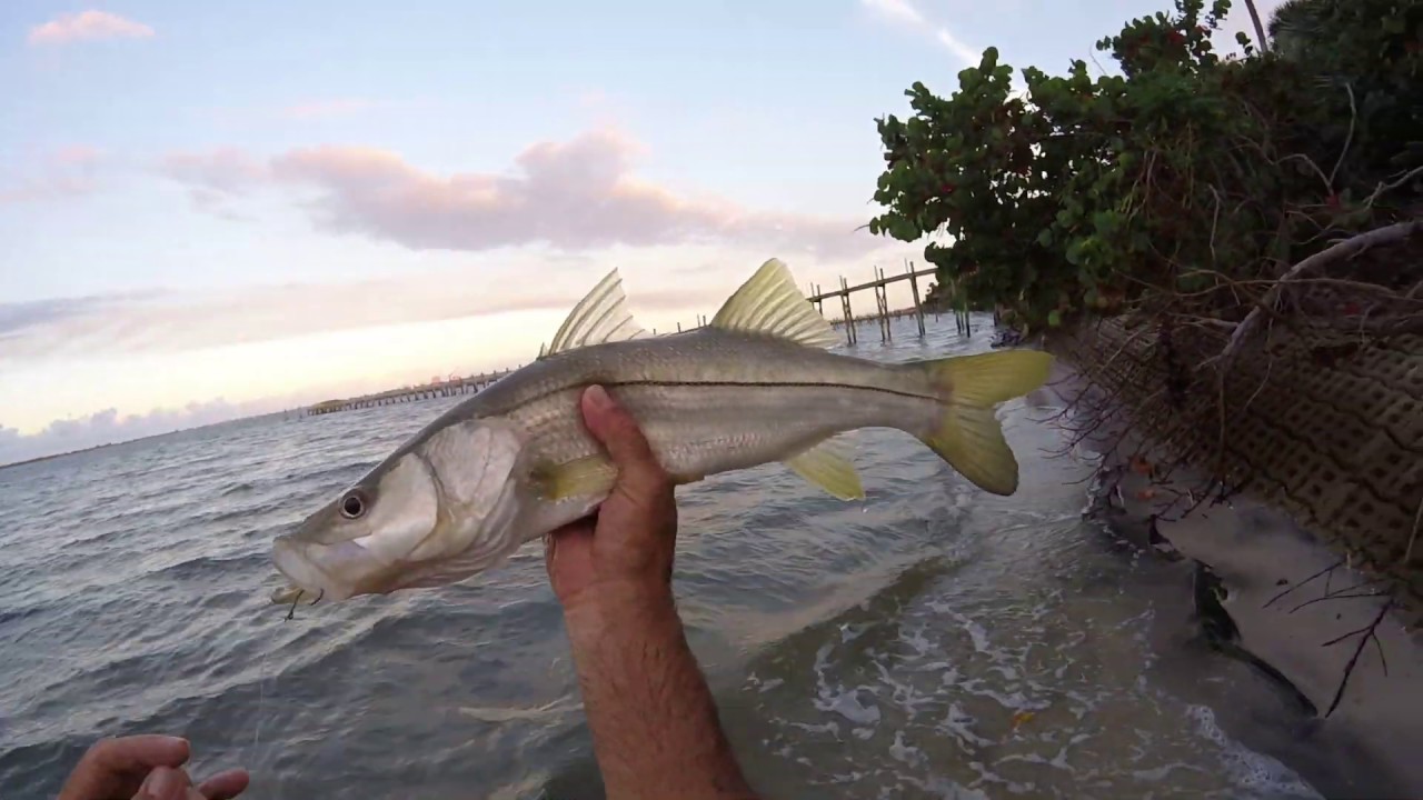 Snook Fishing with Live Bait Tips and Tricks - FYAO Saltwater Media Group,  Inc.