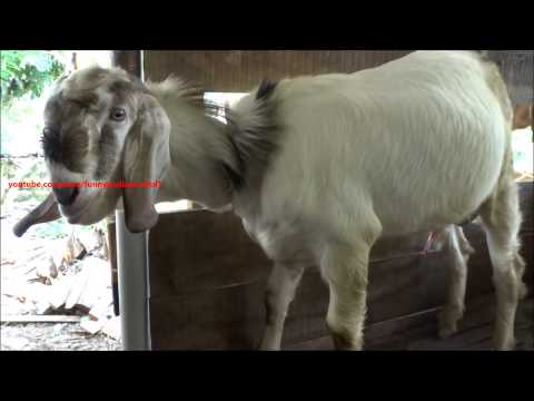funny-billy-goat-making-weird-sounds-and-actions-at-nanny-goats