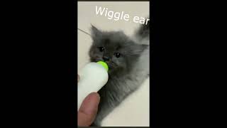 Funnt And Cute Pets Video Compilation