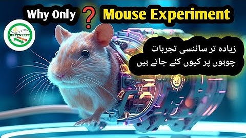 Why Scientists Choose RATS vs MICE For Their Research | Rats Experiment Psychology