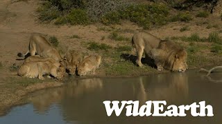 Wildearth - Sunrise Safari - 24 August 2023