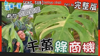 [全新] Super Plant【植人傳授  成功率百分百/"斑葉"龜背芋   一刀值"萬"元/植物"紅"寶石  嫩葉超好吃?! 看是"花"卻飄"菜"香】│2021.12.26│《台灣第一等》完整版