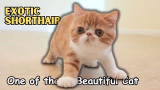 Exotic Shorthair Cat: A Breed Overview by Nature's Creatures 545 views 8 months ago 3 minutes, 3 seconds