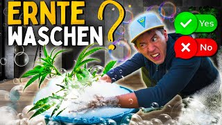 Anbau für Anfänger: Sollte ich die Ernte waschen? 😨 Das solltest du wissen!