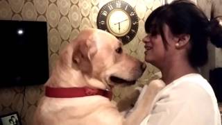 funny labrador video reacting to who did this?