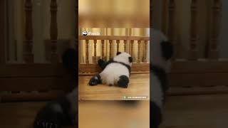 Panda Baby Trying To Stand Up  | iPanda shorts