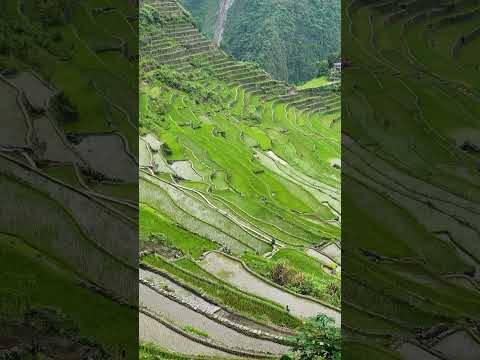 Video: De rijstterrassen van de Cordilleras in de Filipijnen verkennen