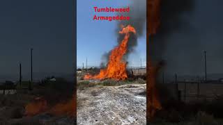 Tumbleweed Armageddon California Update