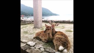 G Adventures Japan Express Tour May 2015
