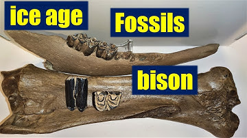 ICE AGE bison FOSSILS jaws, teeth, bones