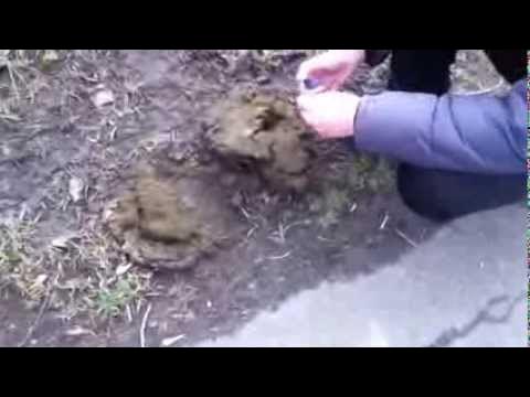 Прикол))какашка - YouTube