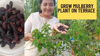 How To Grow And Take Care Of Mulberry Plant || Mulberry Harvesting ||महंगी मलबेरी को Free मे उगाओ ||