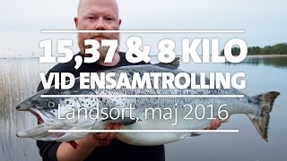 Laxtrolling, Landsort i maj 2016. En åttakilos och en 15-kilos lax landad.