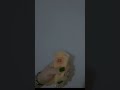 مش هغلط بس اي حد جاب سيرتي اخرك افعصك كده انزل منك وسختك