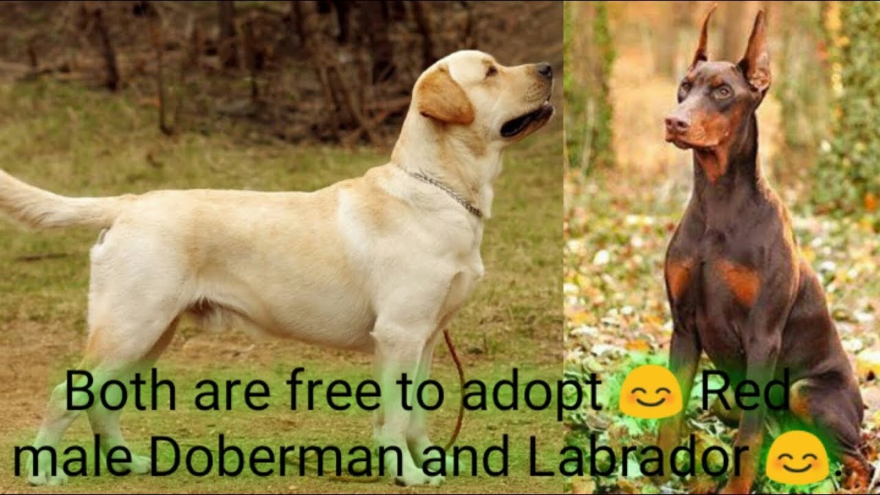 Free Dogs For Adoption Free Doberman Pinscher And Labrador Retriever Free dogs for adoption free doberman pinscher and labrador retriever