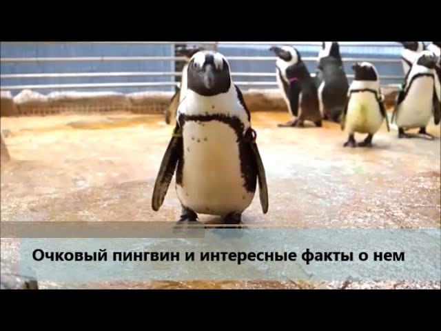 Очковый пингвин и интересные факты о нем