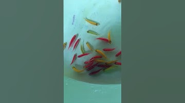 Cá cánh buồm nuôi thuỷ sinh đẹp  4k một bé