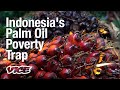 Poverty and Palm Oil are Driving Deforestation in Indonesia