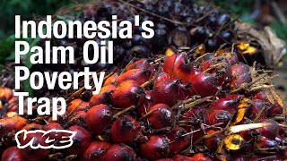 Poverty and Palm Oil are Driving Deforestation in Indonesia