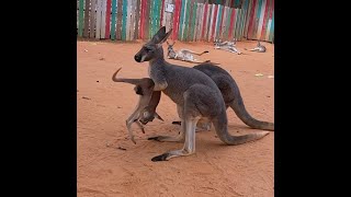 Every parent can relate to this kangaroo at the San Antonio Zoo