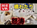 【千葉市動物公園公式】【360度・VR映像】テンジクネズミの橋わたり！怒涛！！