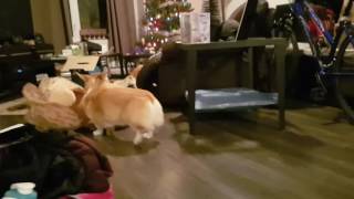 Corgi gets a giant bear for Christmas !