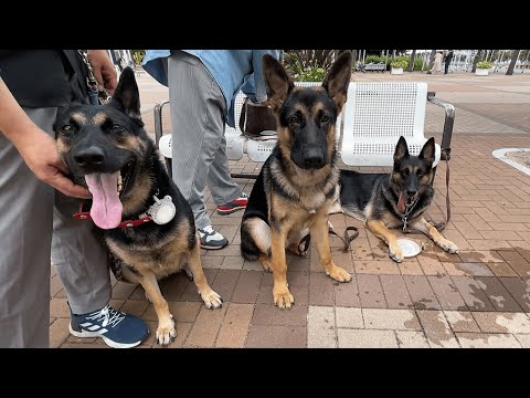 ペット博へ行ったら、お姉さん犬にお会いしました!【ジャーマンシェパード】