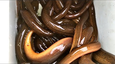 Bẫy Lươn Bao Vây Khu Đầm Lầy Để Bắt Trọn Ổ Lươn | Xinh Cá Miền Tây