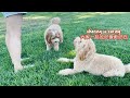 Dog attends a Party! // Mini Goldendoodle Puppies