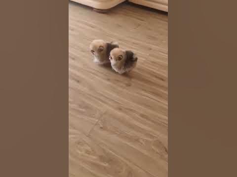 Прмеранский шпиц - YouTube
