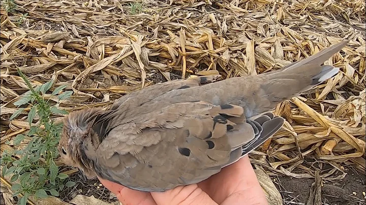 Mourning Dove Hunt with Collard Dove Everywhere! (...