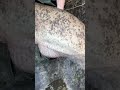 Monster catfish 😎🔥💯. Giant catfish caught from a small boat🤘💪. River fishing for catfish!