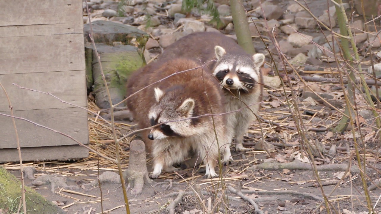 Waschbär: Da liegt was in der Luft Waschbär: Da liegt was in der Luft