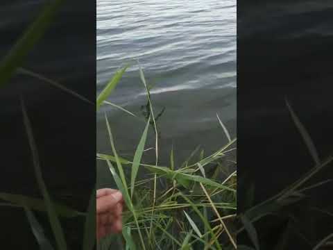 Big pike in