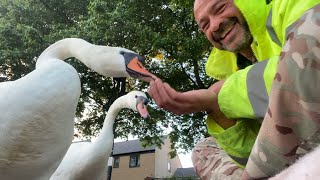 Wild mute swans making man laugh when feeding 🤣