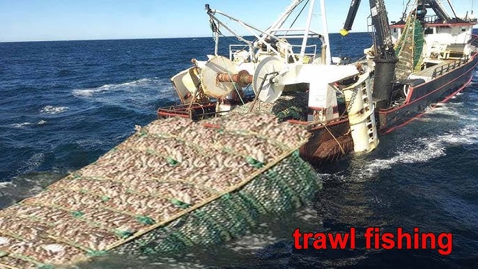 Amazng Trawl net fishing videos - Big Nets Catch a Lot of Fish, Cleaning  and freezing on Boat 