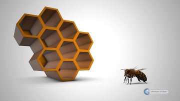 MIRACLES OF CREATION # ANIMALS # FLAWLESS HEXAGONS
