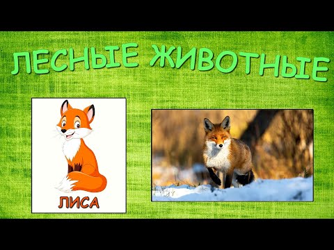 Лесные животные Учим животных для детей Звуки животных Развивающие мультики для малышей